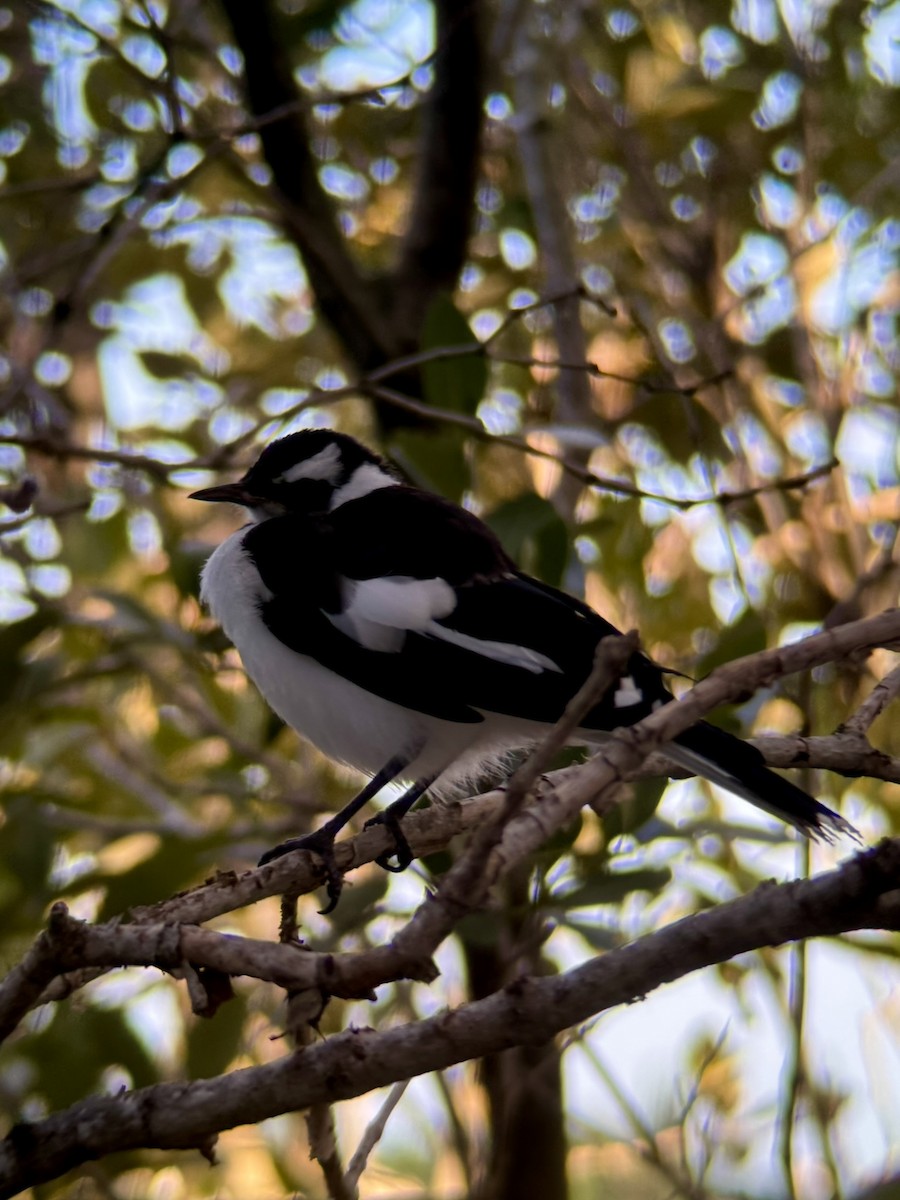 Stelzenmonarch - ML646172335