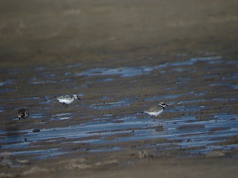 Sandregenpfeifer - ML646172336