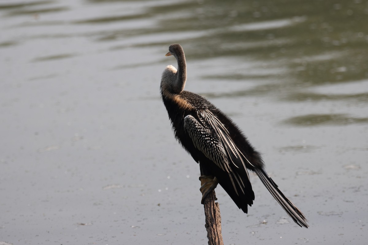 Orient-Schlangenhalsvogel - ML646172338