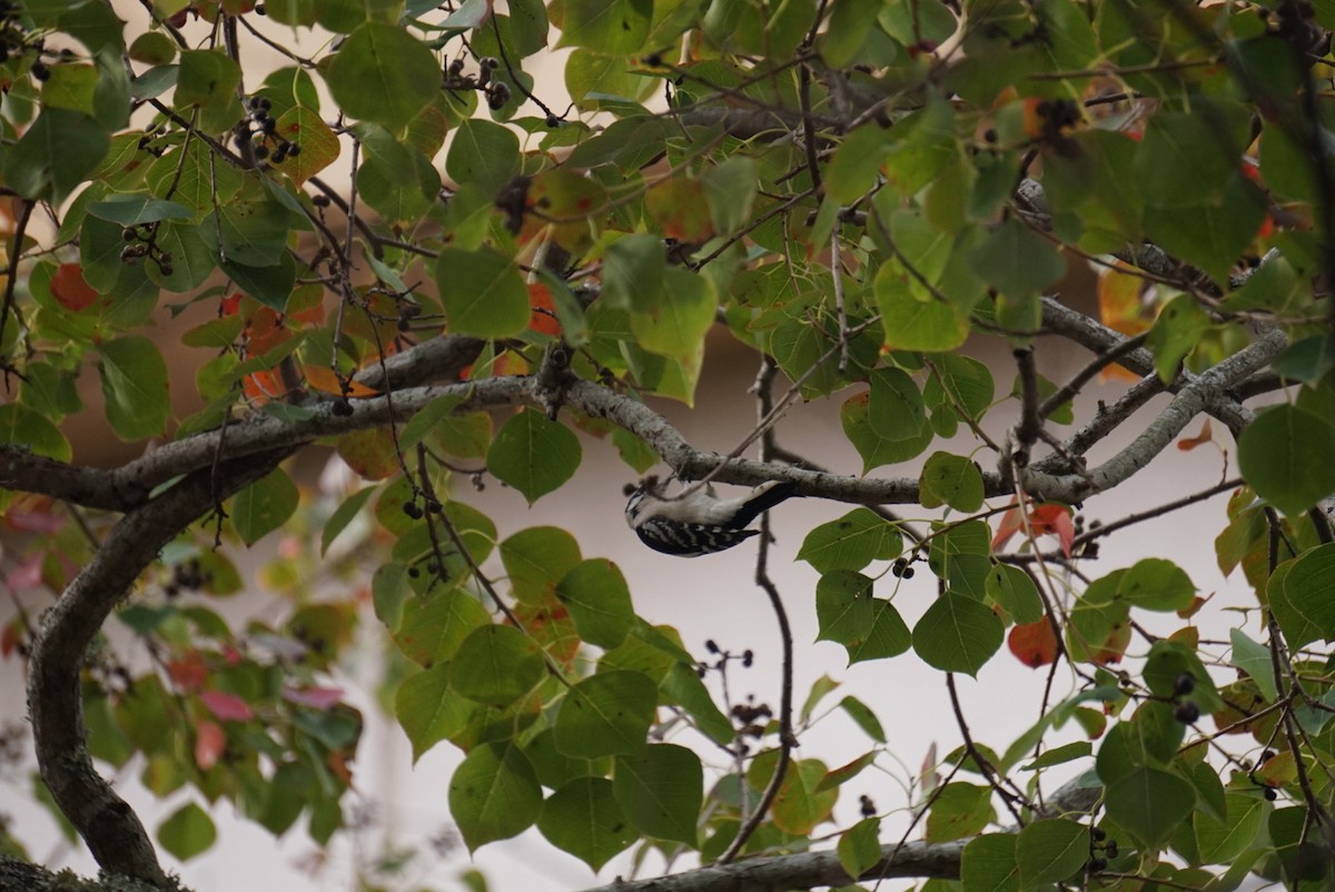 Dunenspecht - ML646172339