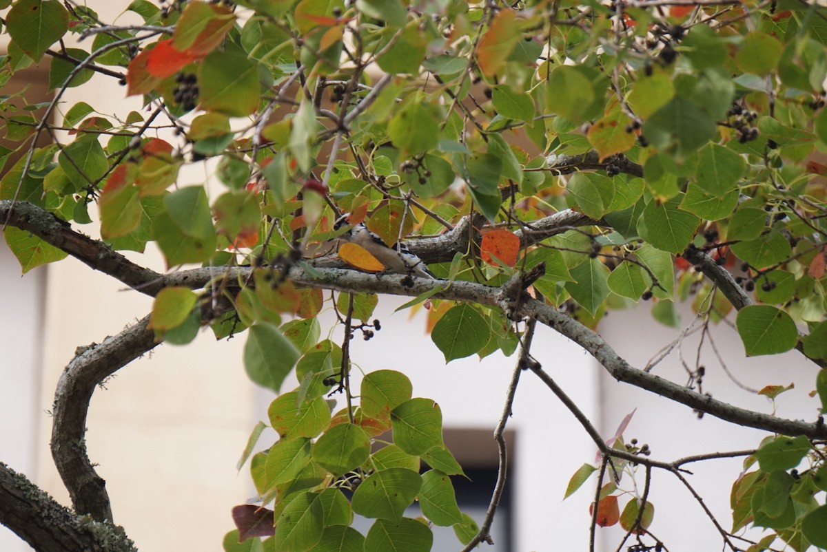 Dunenspecht - ML646172340