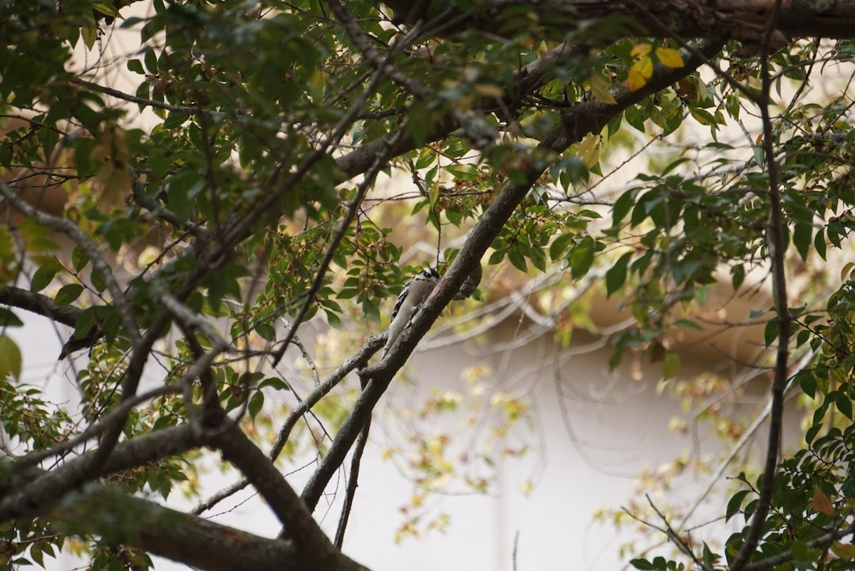 Dunenspecht - ML646172341