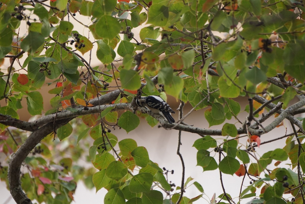 Dunenspecht - ML646172342