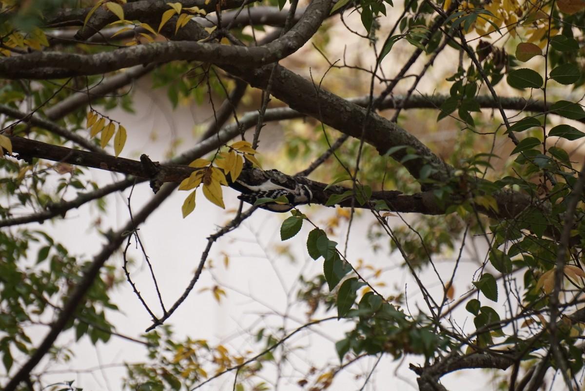 Dunenspecht - ML646172343