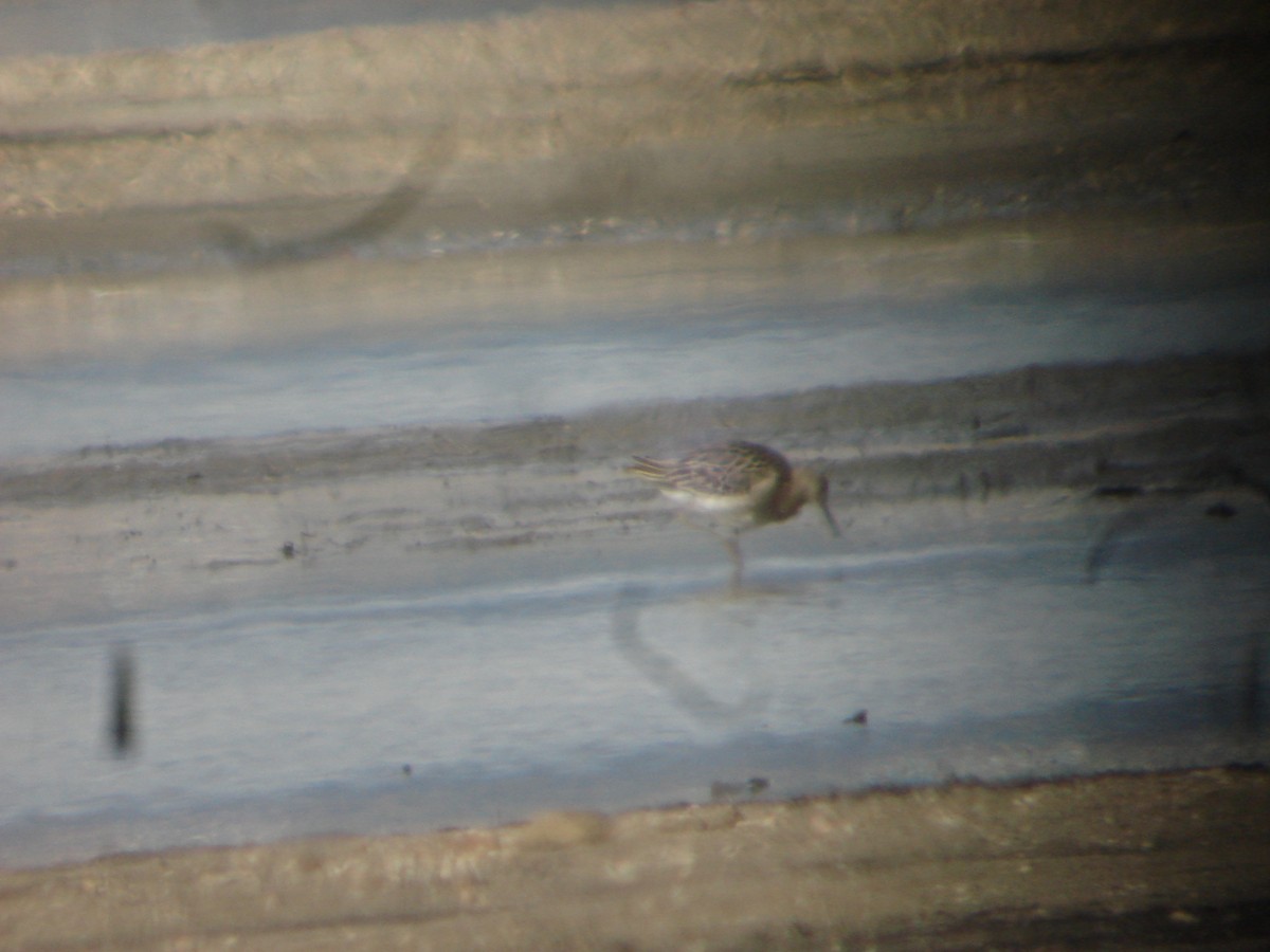 Kampfläufer - ML646172344