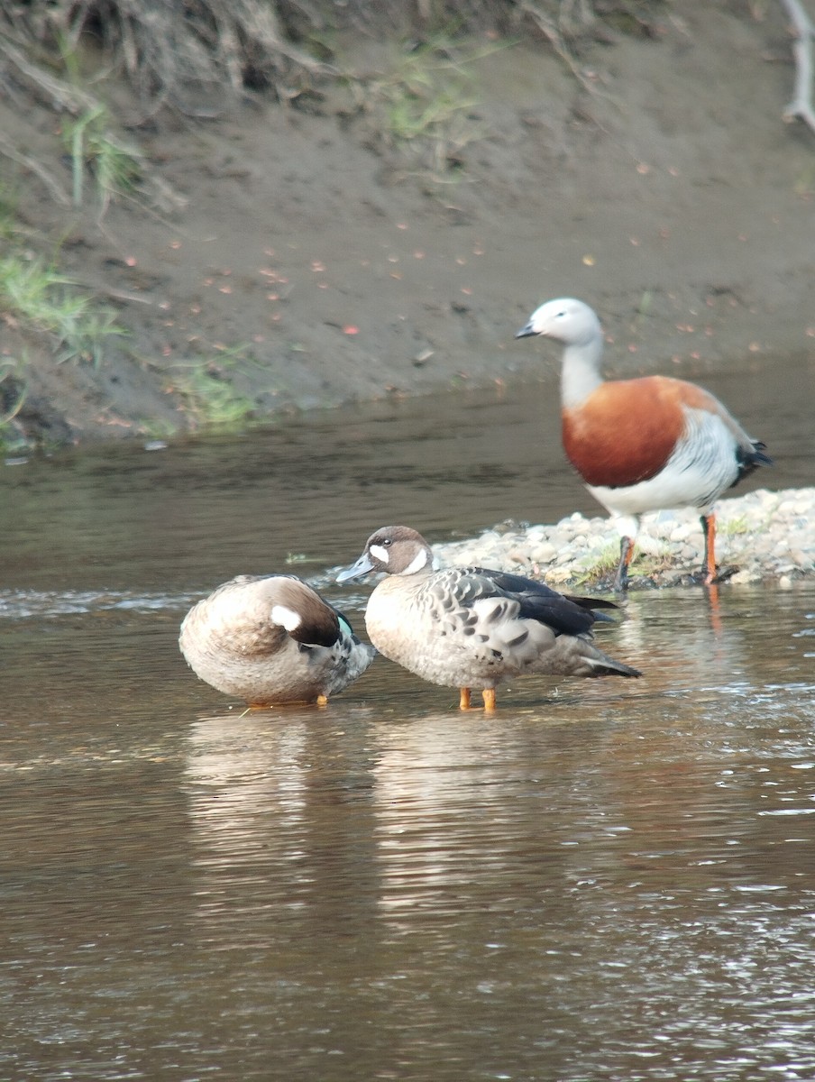 kachna bronzovokřídlá - ML646172345