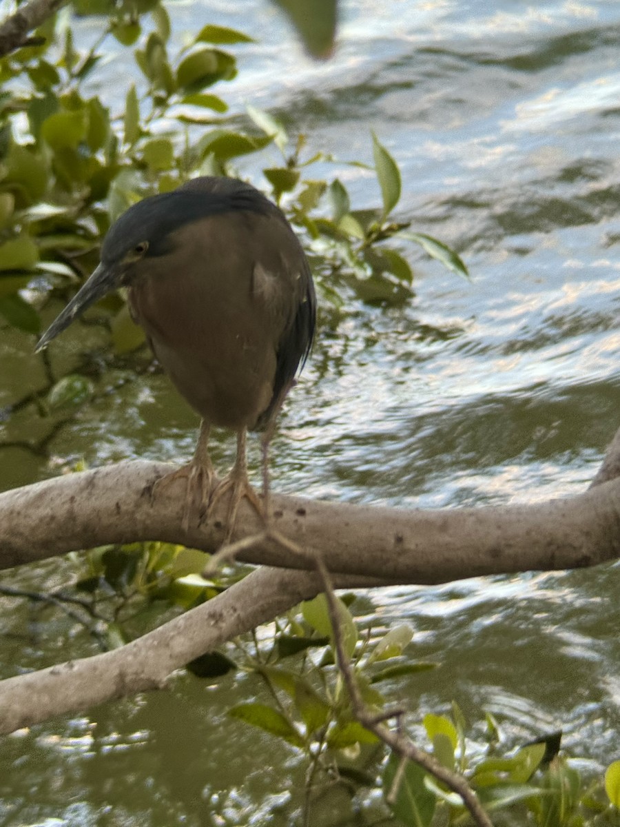 Little Heron - ML646172346