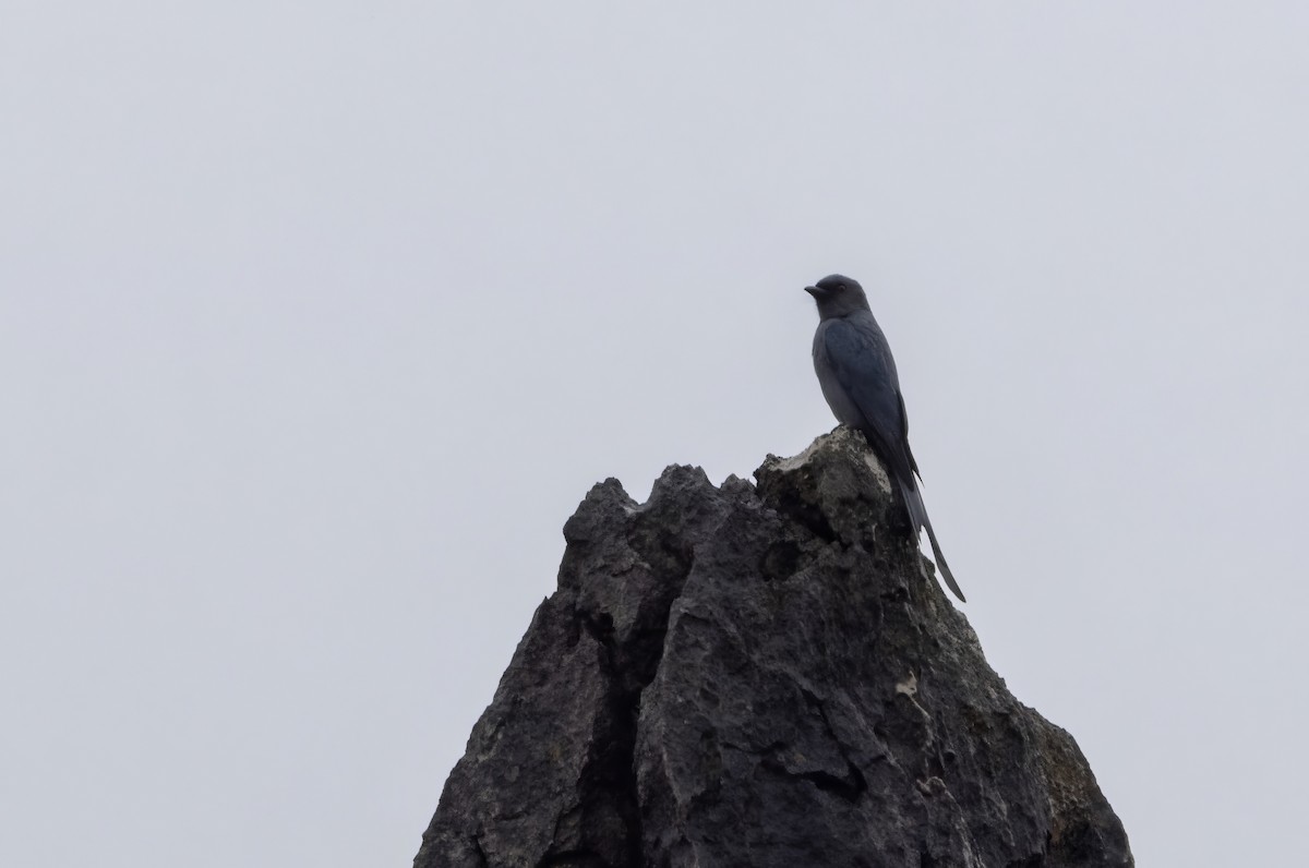 Königsdrongo - ML646172347