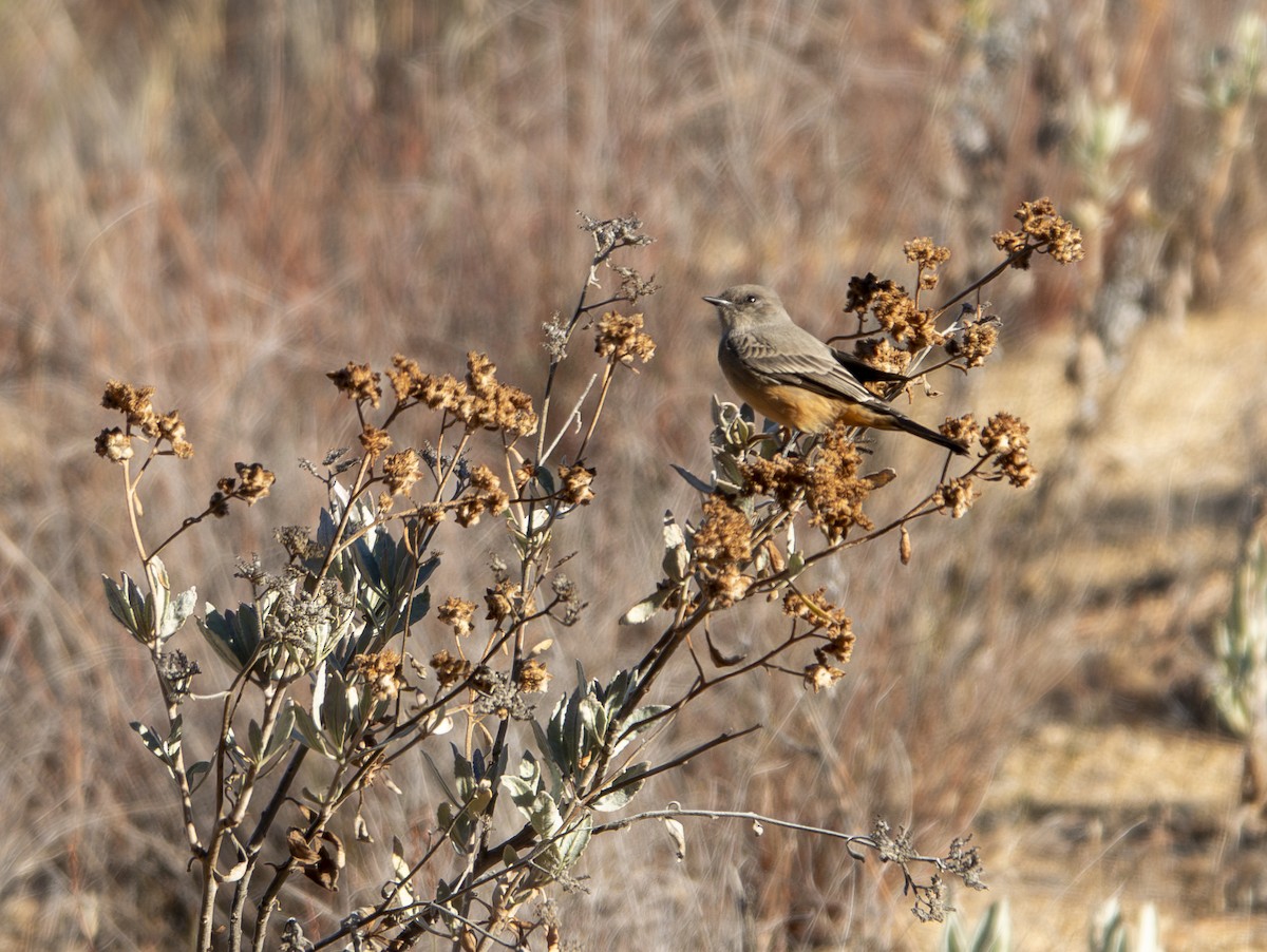Zimtbauch-Phoebetyrann - ML646172348