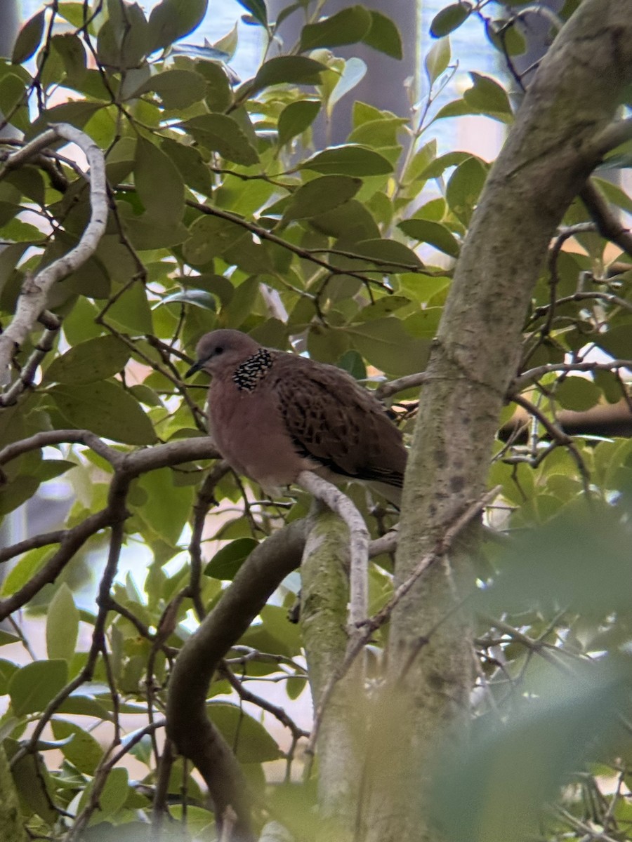 Spotted Dove - ML646172351