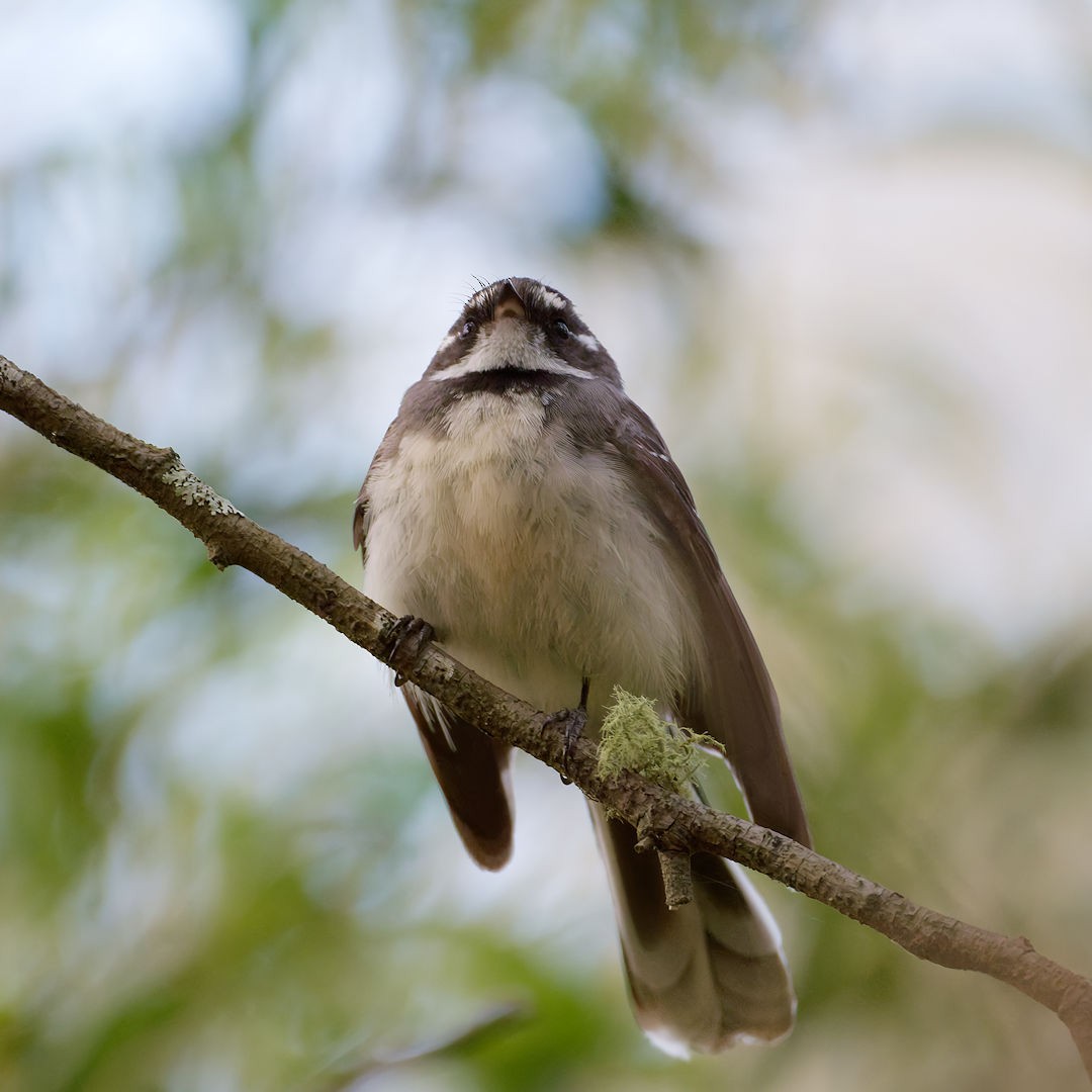 Gray Fantail (alisteri) - ML646172352