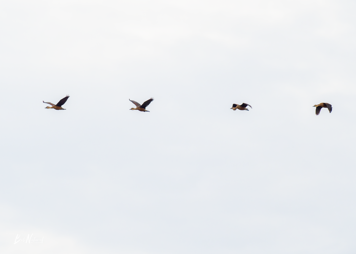 Wandering Whistling-Duck - ML646172359