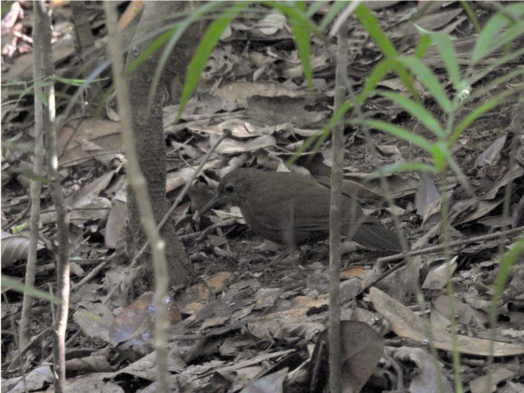 Rufous-breasted Leaftosser - ML646172360