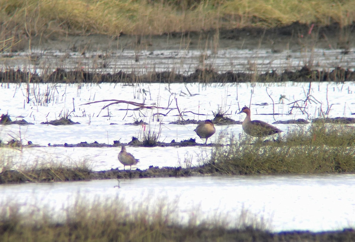 Philippine Duck - ML646172362