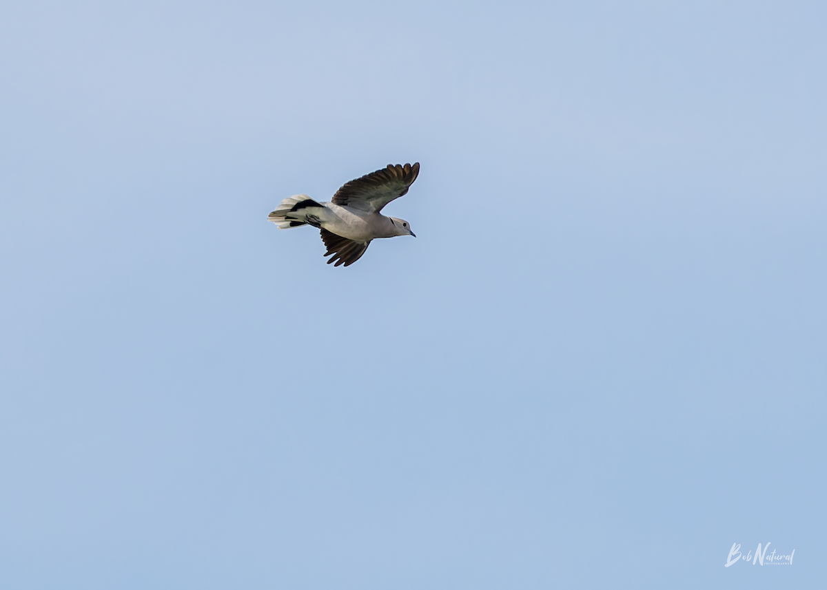 Red Collared-Dove - ML646172363