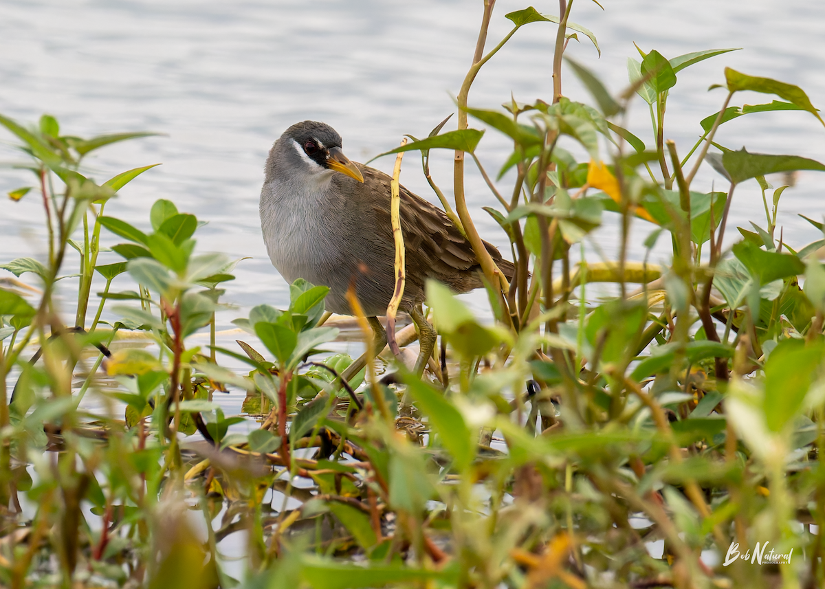 Polluela Cejiblanca - ML646172365