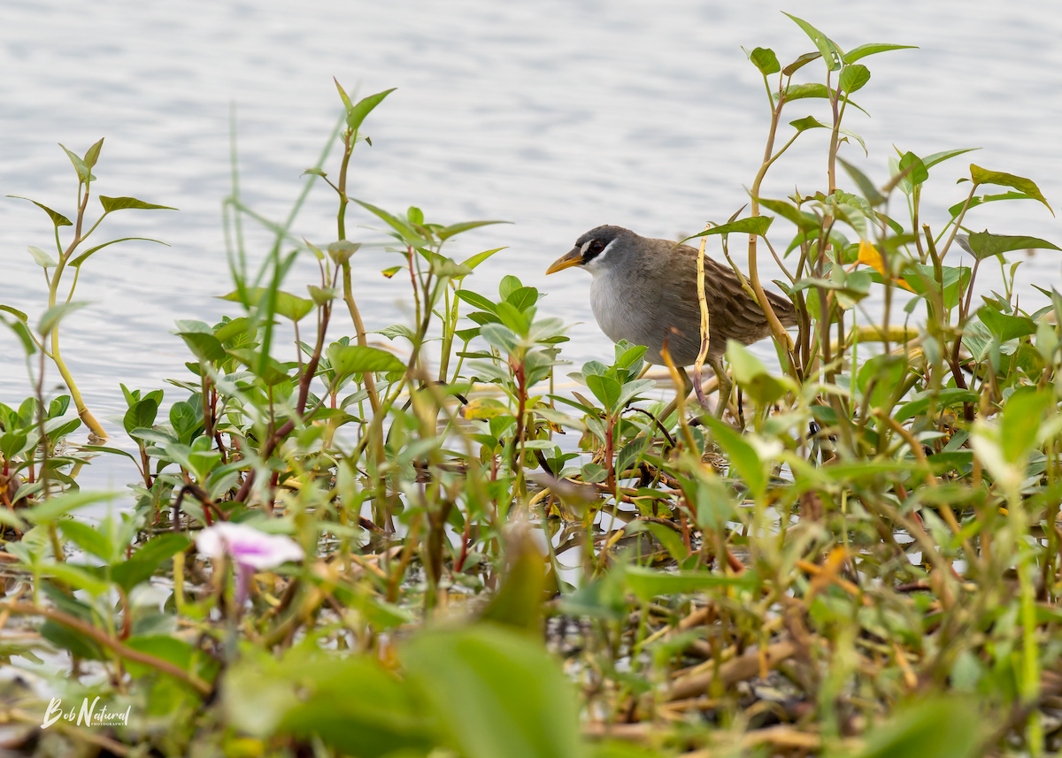 Polluela Cejiblanca - ML646172366