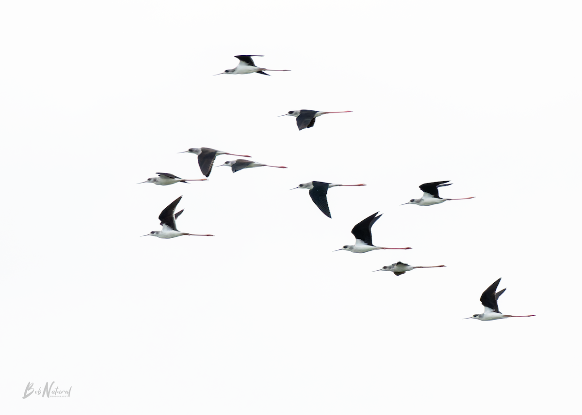 Black-winged Stilt - ML646172367