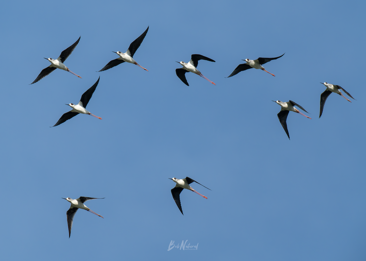 Black-winged Stilt - ML646172368