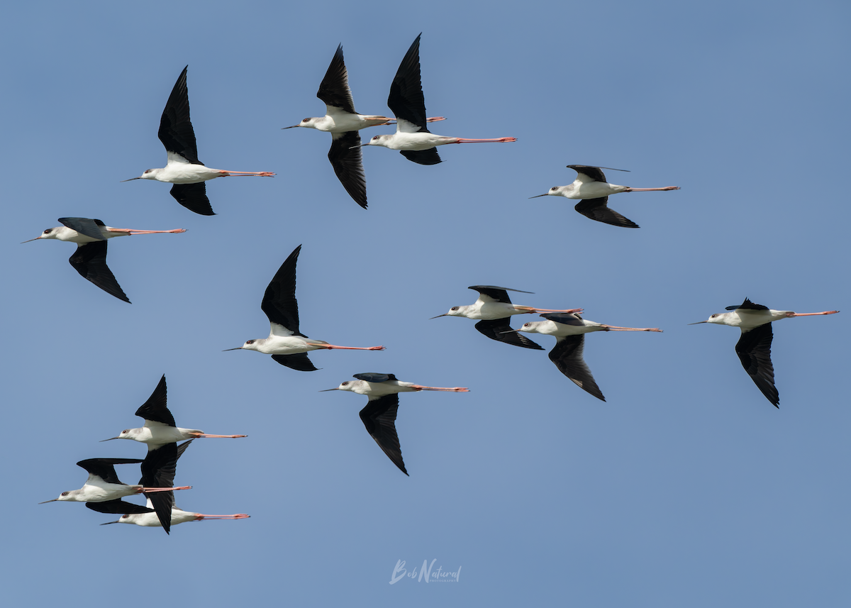 Black-winged Stilt - ML646172369