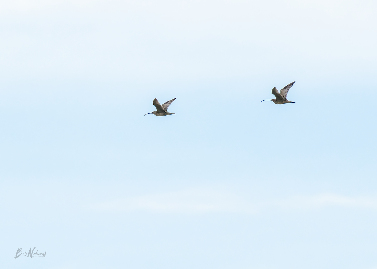 Far Eastern Curlew - ML646172371