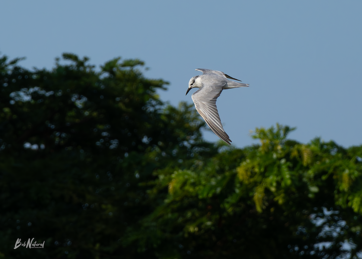 Mignattino piombato - ML646172372