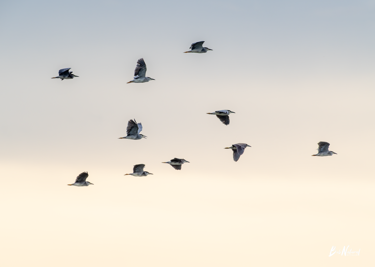 Nitticora - ML646172374