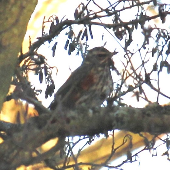 Redwing - ML646172376