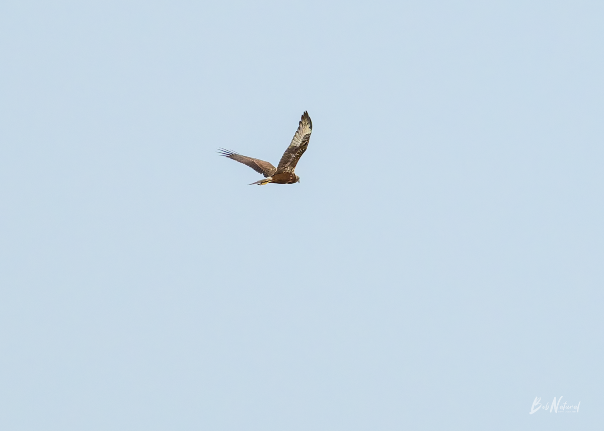 Eastern Marsh Harrier - ML646172377