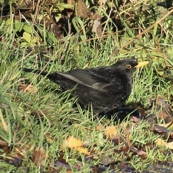 Eurasian Blackbird - ML646172379
