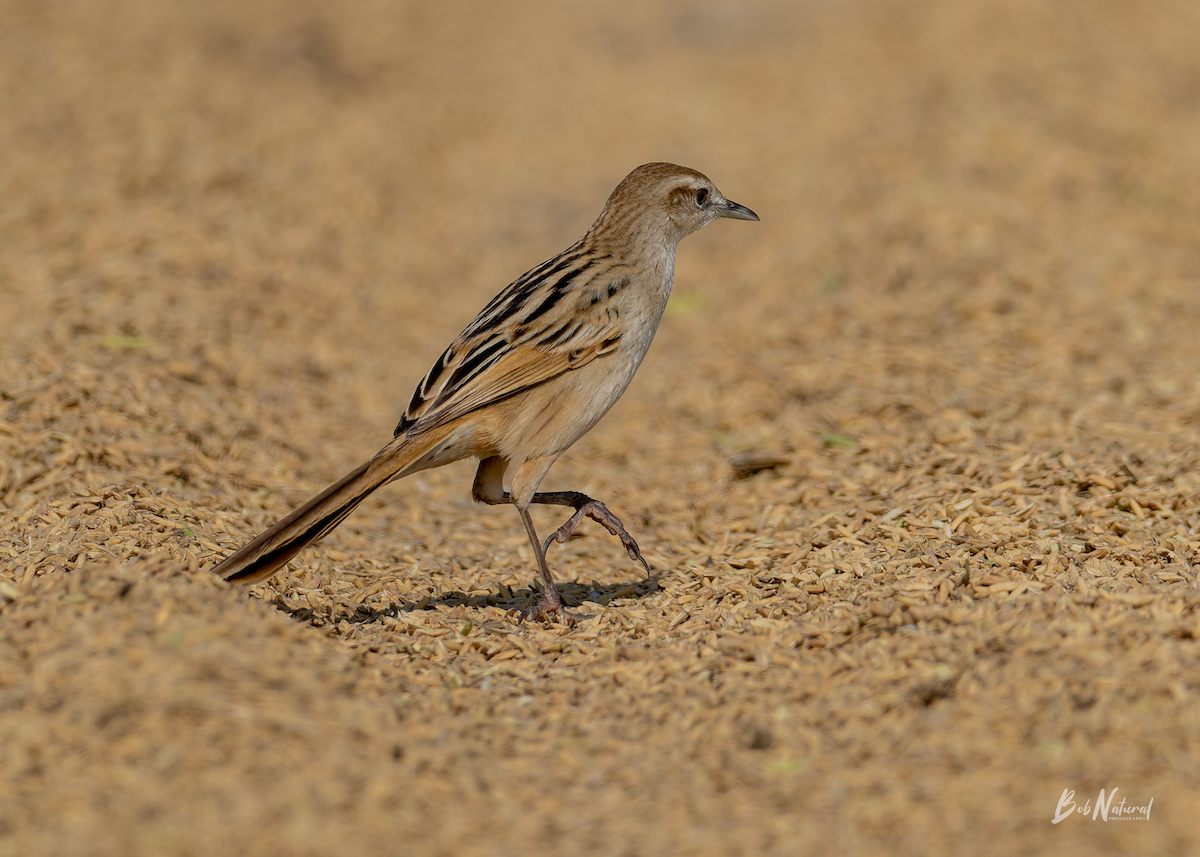 Striated Grassbird - ML646172380