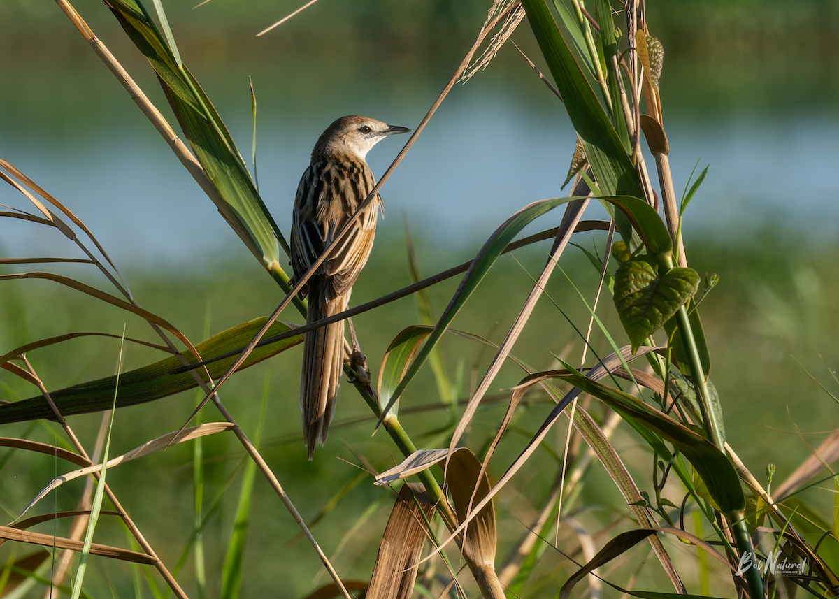 Striated Grassbird - ML646172381