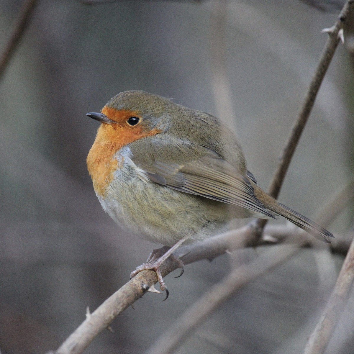 European Robin - ML646172382