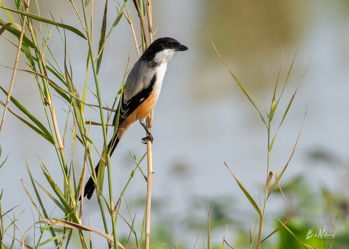 Long-tailed Shrike - ML646172385
