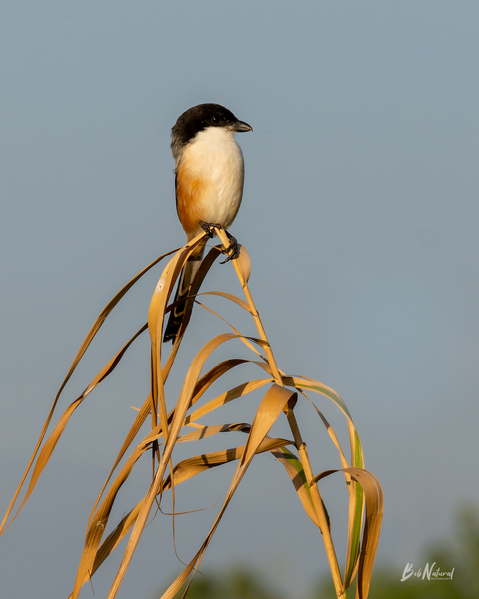 Long-tailed Shrike - ML646172386