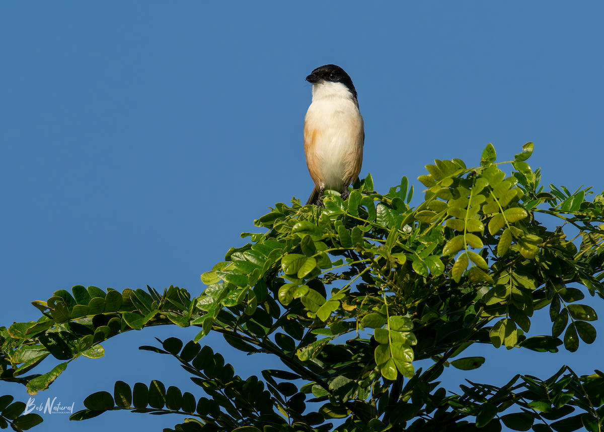 Long-tailed Shrike - ML646172387