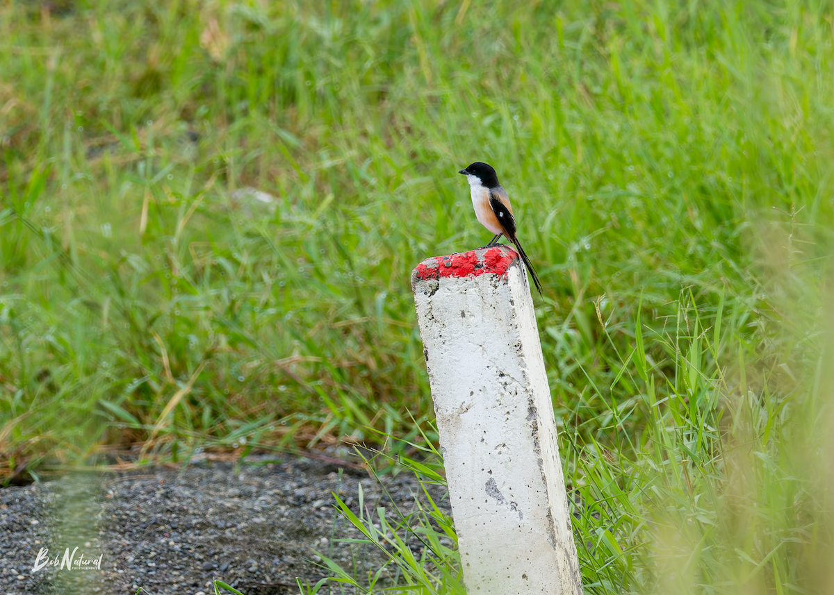 Long-tailed Shrike - ML646172388