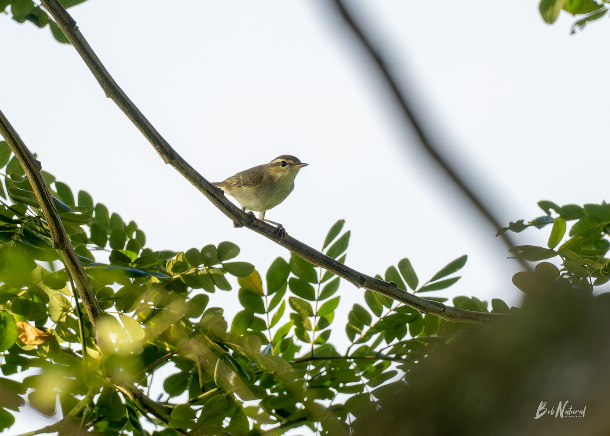 Luì boreale - ML646172389