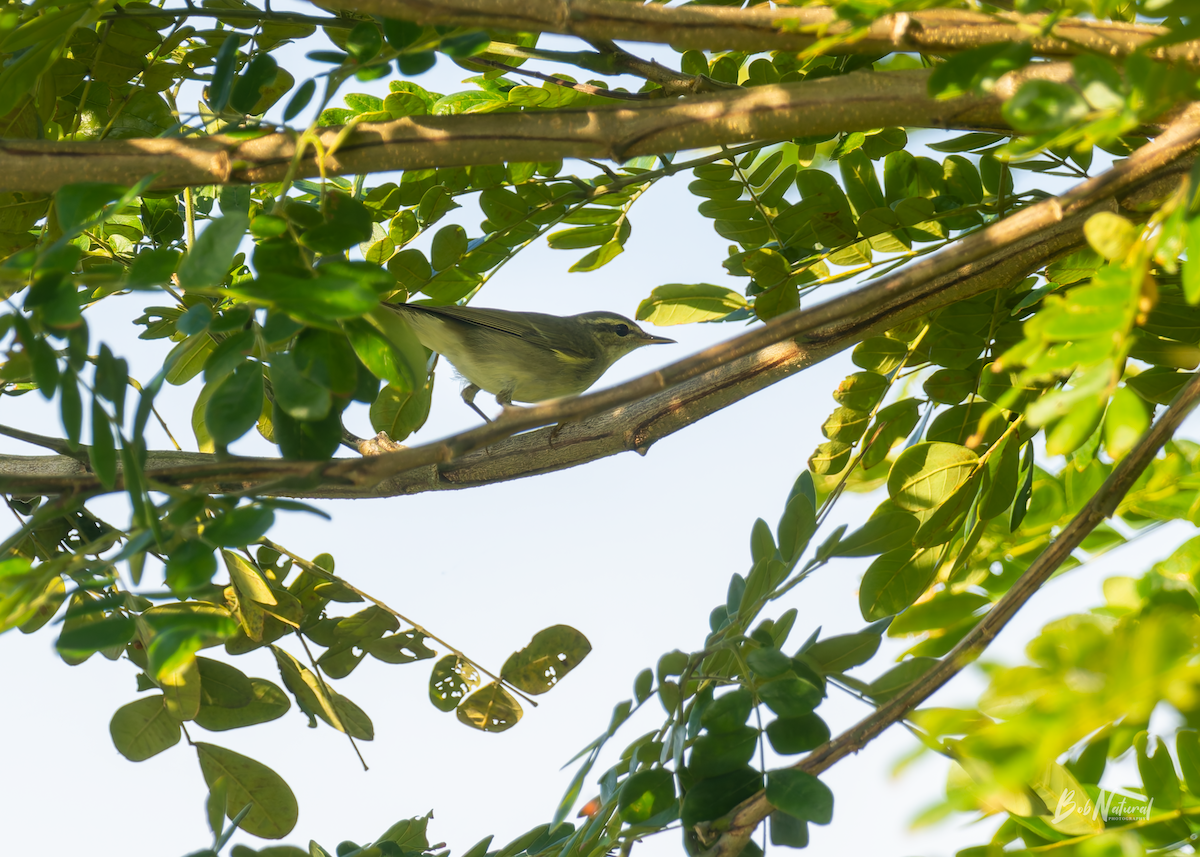 Luì boreale - ML646172390