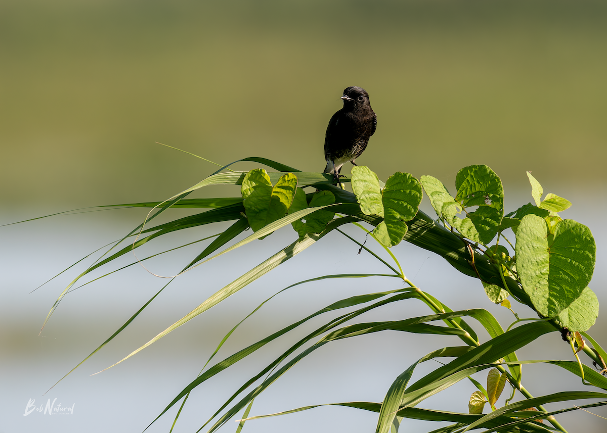 Saltimpalo bianco e nero - ML646172391