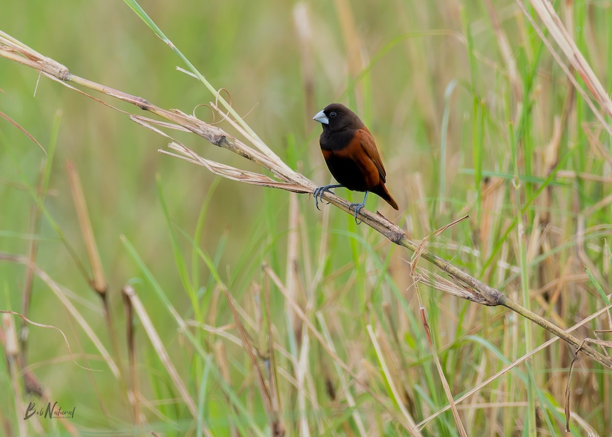 Chestnut Munia - ML646172392