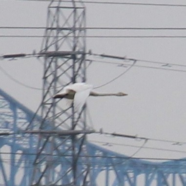 Whooper Swan - ML646172398