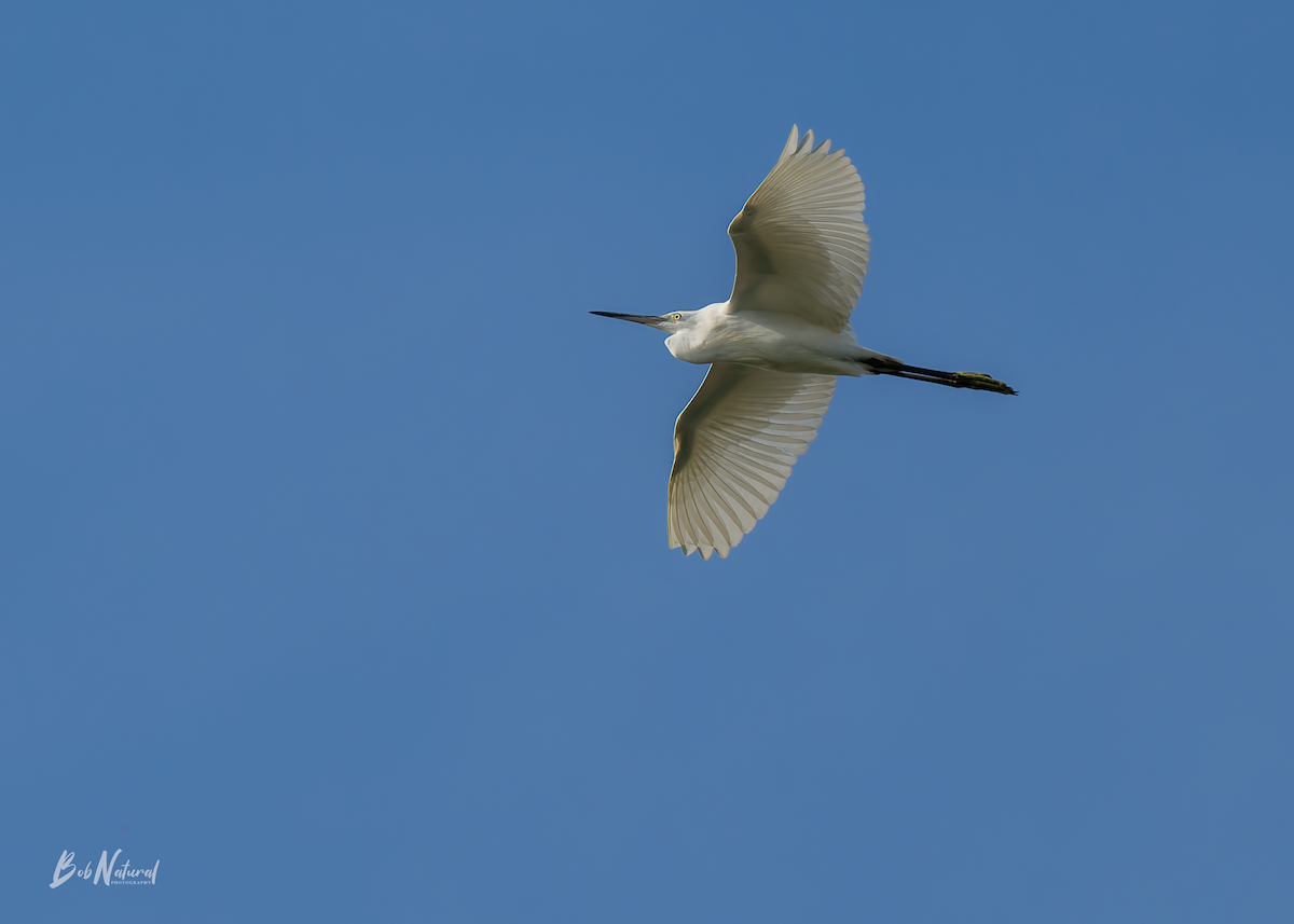 Garzetta - ML646172399