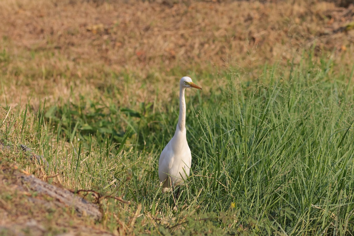 Medium Egret - ML646172402