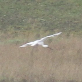 Eurasian Spoonbill - ML646172409