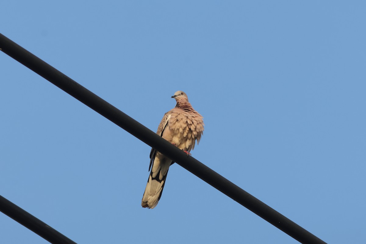 Spotted Dove - ML646172415