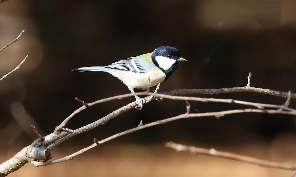 Asian Tit - ML646172418