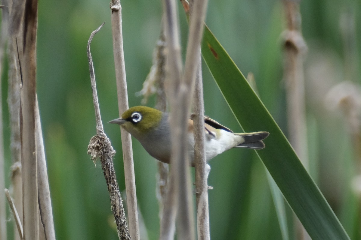 Silvereye - ML646172419