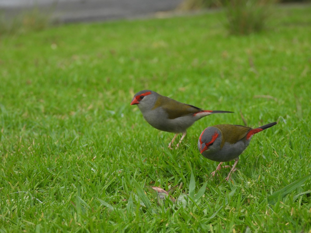 Al Kaşlı Belikınalı - ML646172420