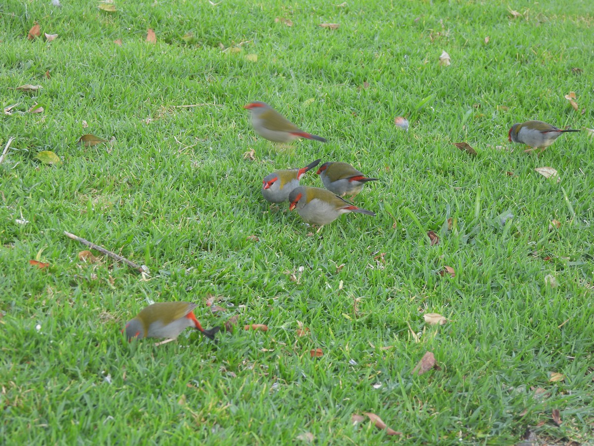 Al Kaşlı Belikınalı - ML646172421